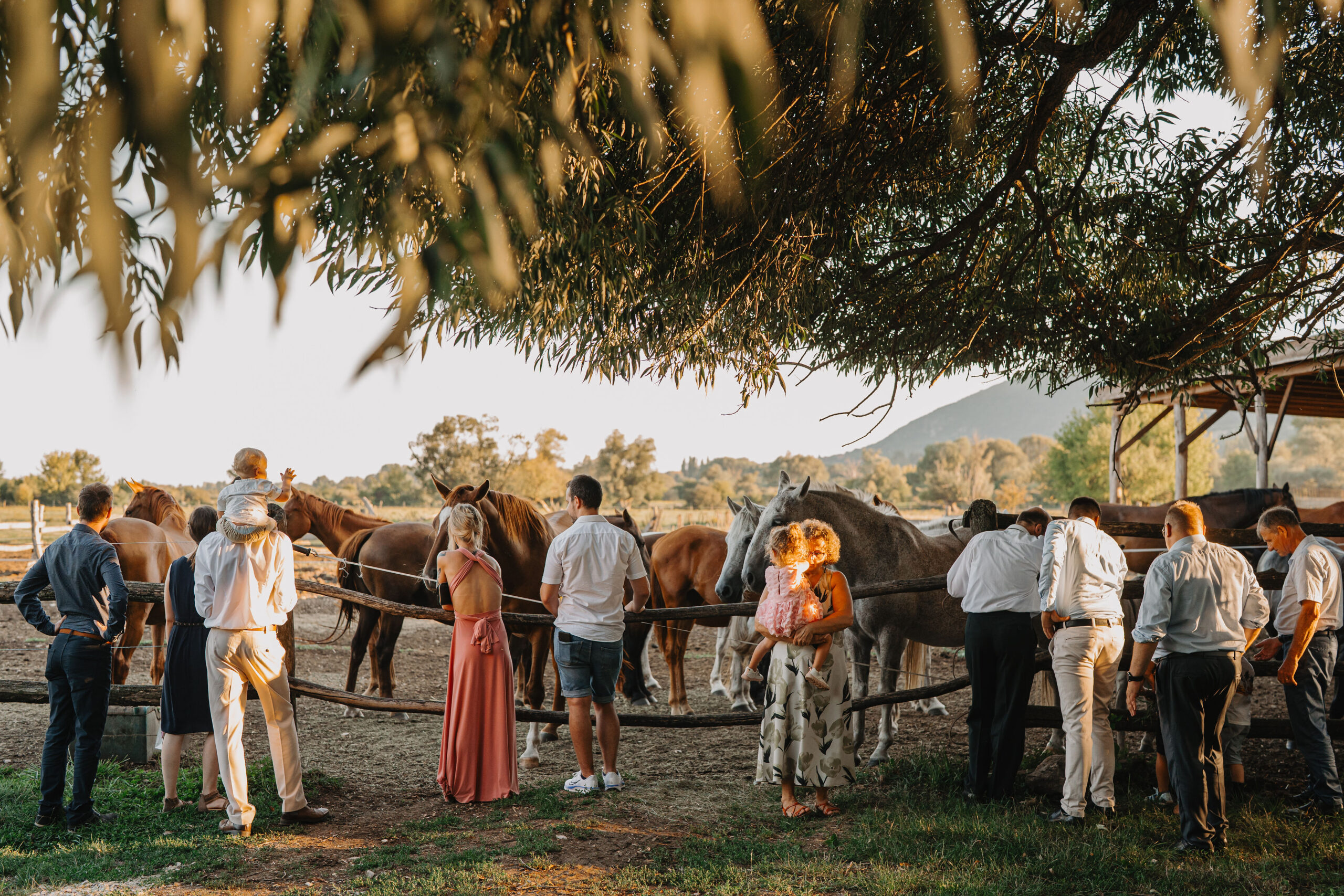 Vendégsereg a karám körül